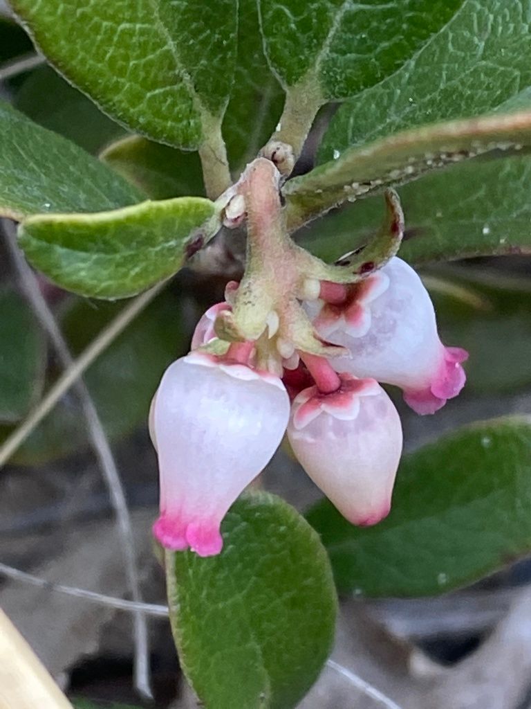 Kinnikinnick (Arctostaphylos spp.)