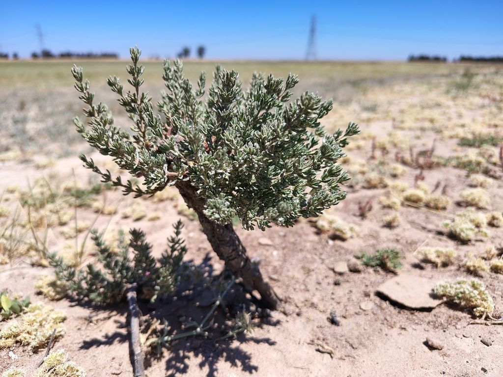 California Central Valley