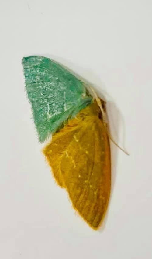 Geometer moths (Family Geometridae)