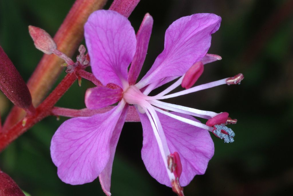 Fireweed (*Chamerion* spp.)