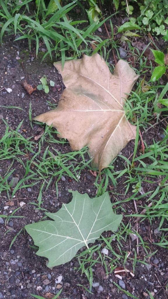 Sycamores / plane trees (Platanus (genus))
