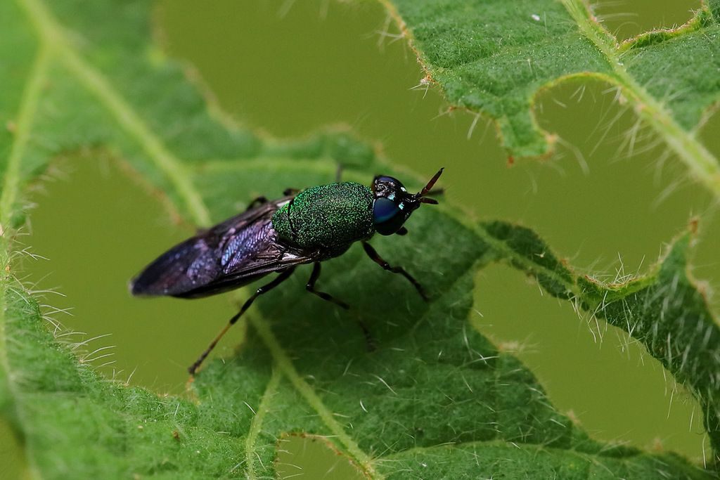 Soldier flies (Family Stratiomyidae)