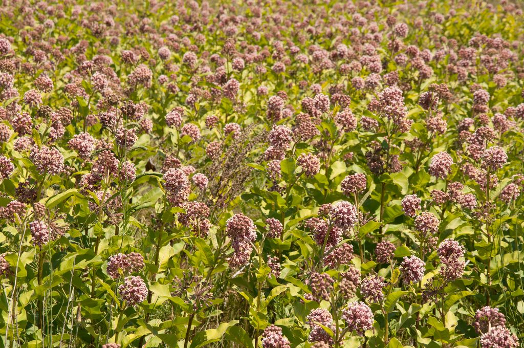 Milkweeds (Asclepias (genus))