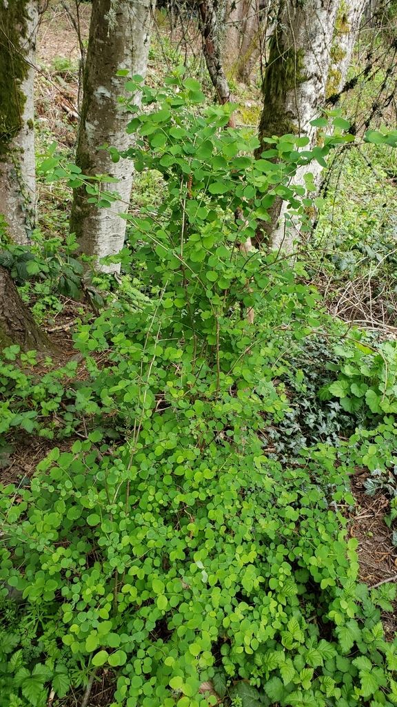 Blueberries & huckleberries (Vaccinium (genus))