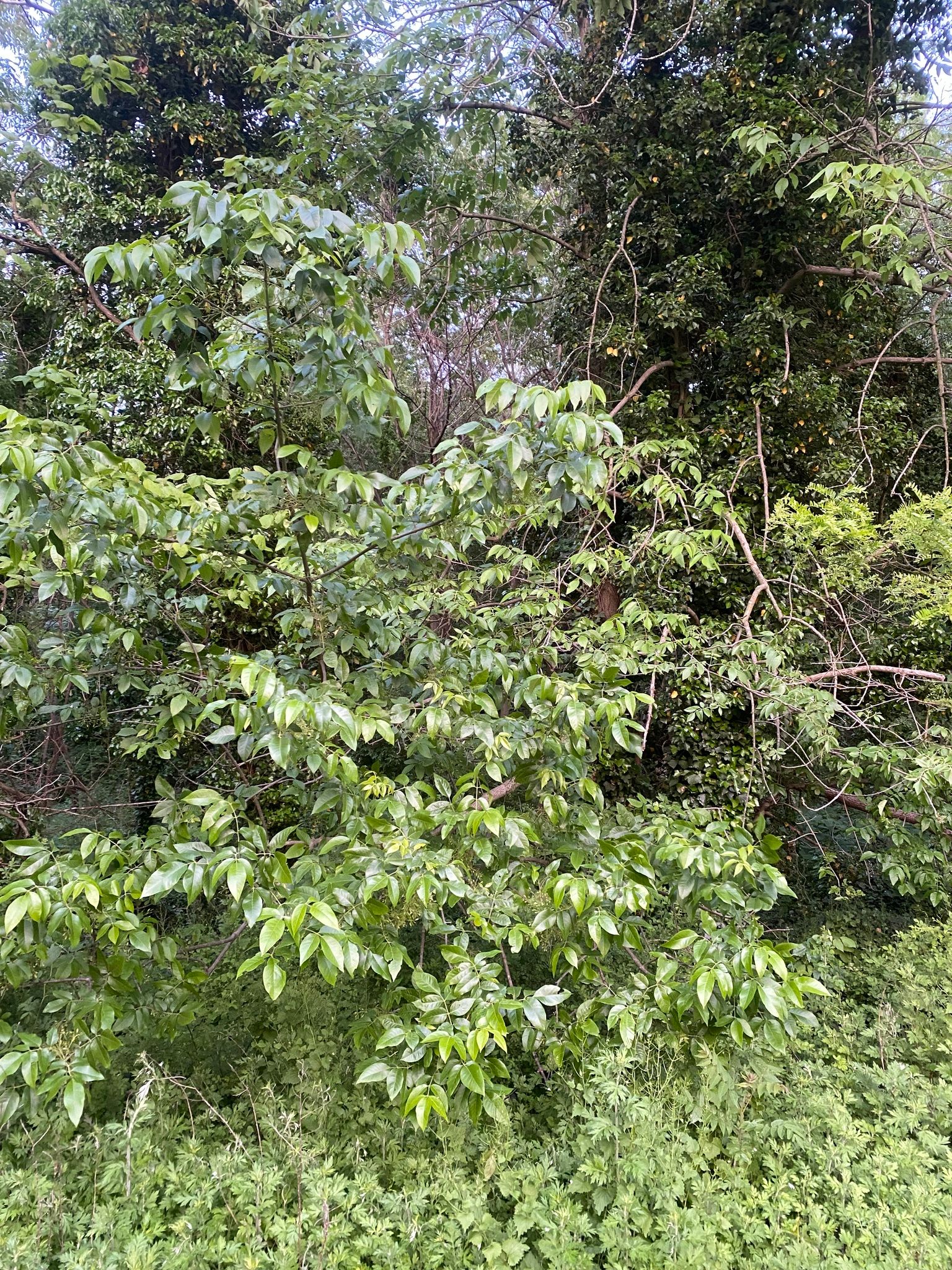 Ashes (*Fraxinus* spp.)