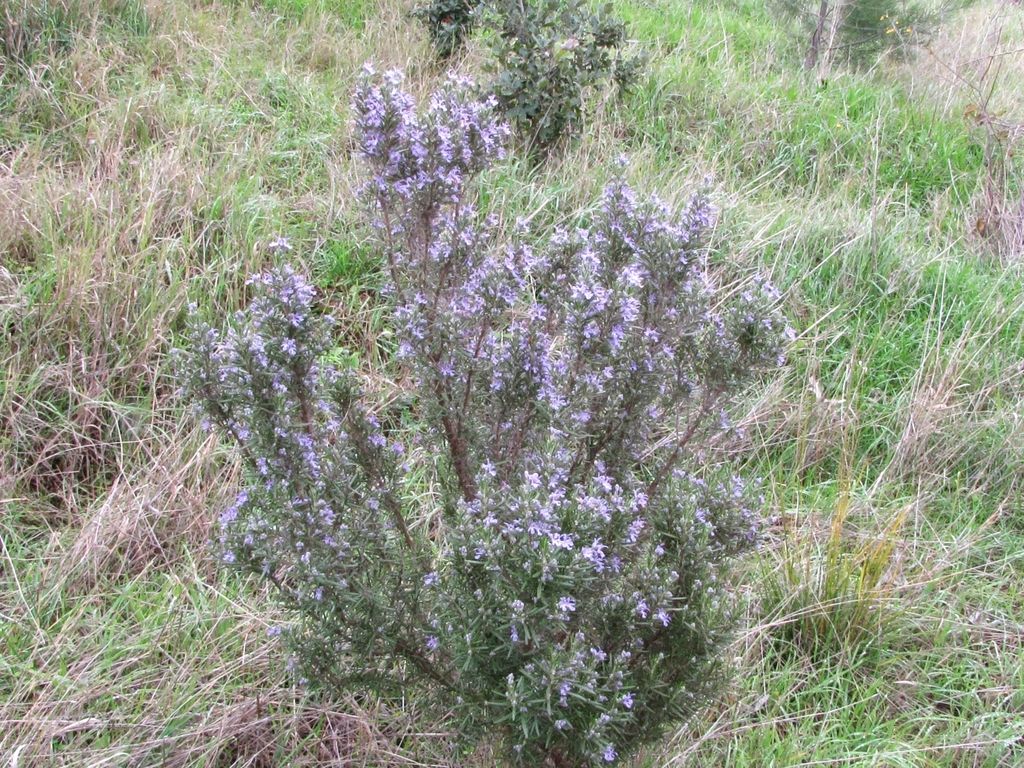 Salvias (Mexico diversity) (Salvia spp.)