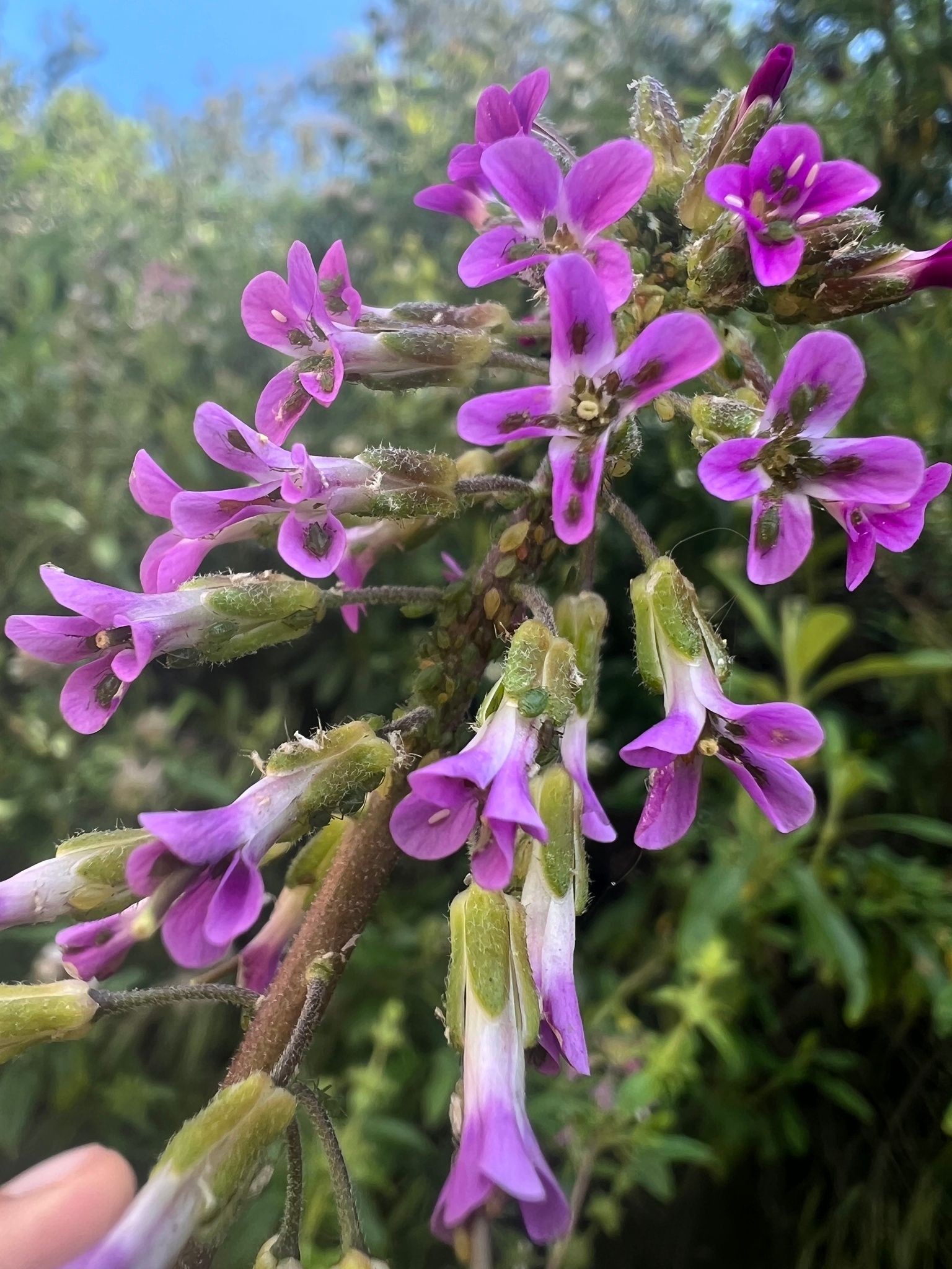 Mustards (*Brassicaceae* (native genera))