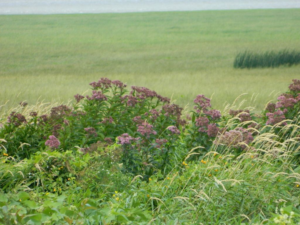 Joe-Pye weeds (Eutrochium spp.)
