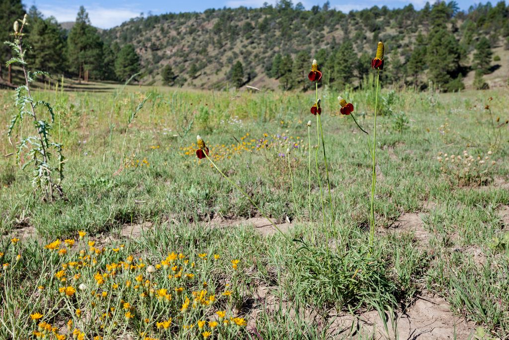 Prairie coneflowers (Ratibida spp.)