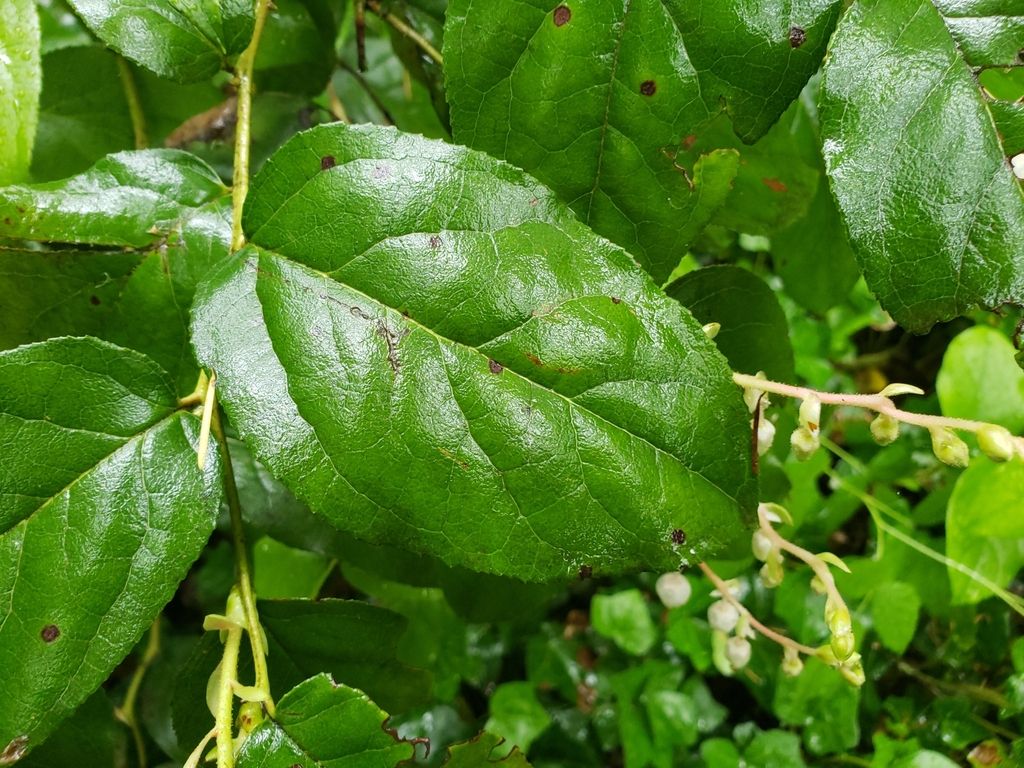 Salal (Gaultheria shallon)