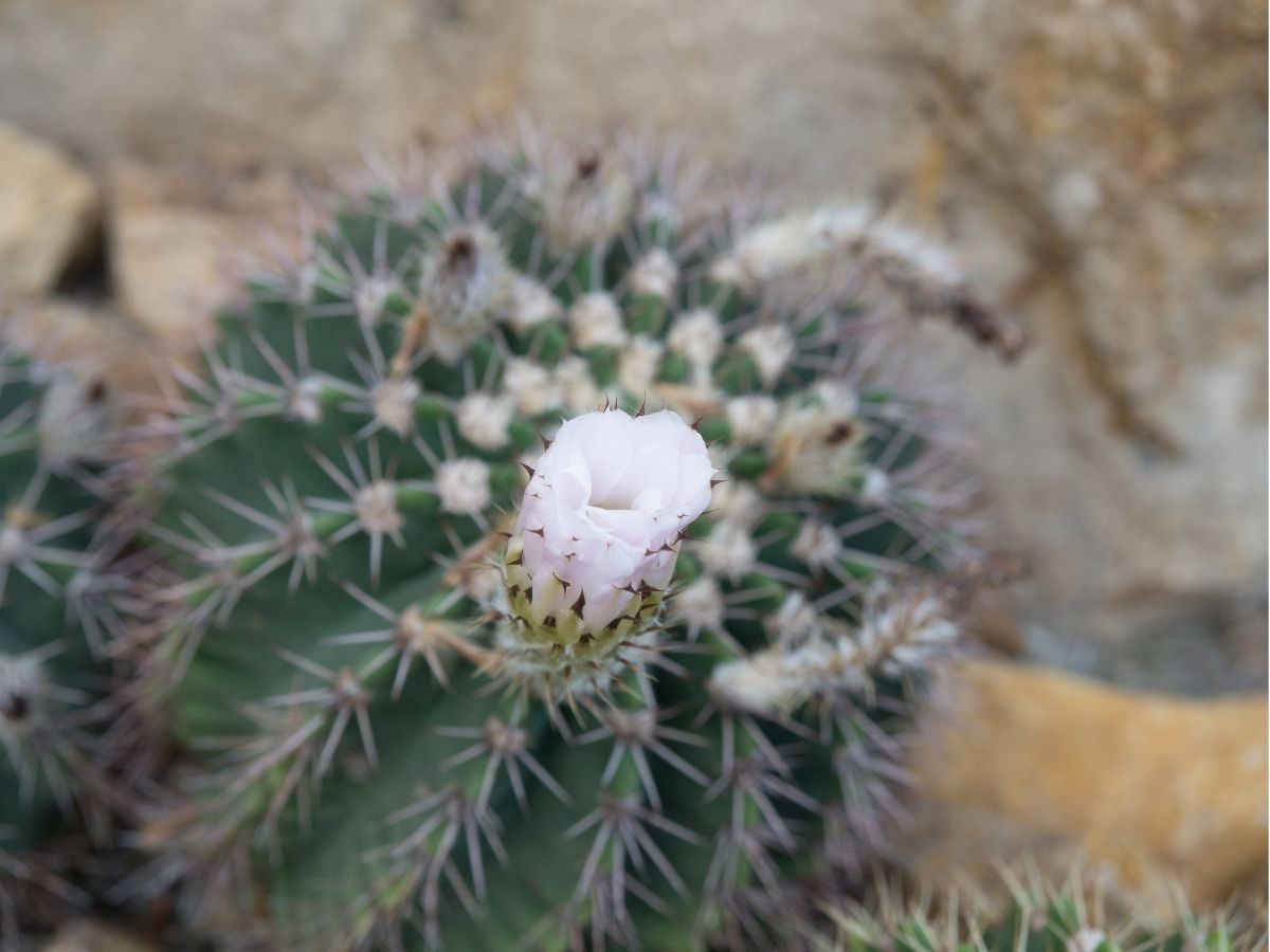 F_cacti-and-succulents-pitayas-and-relatives.jpg