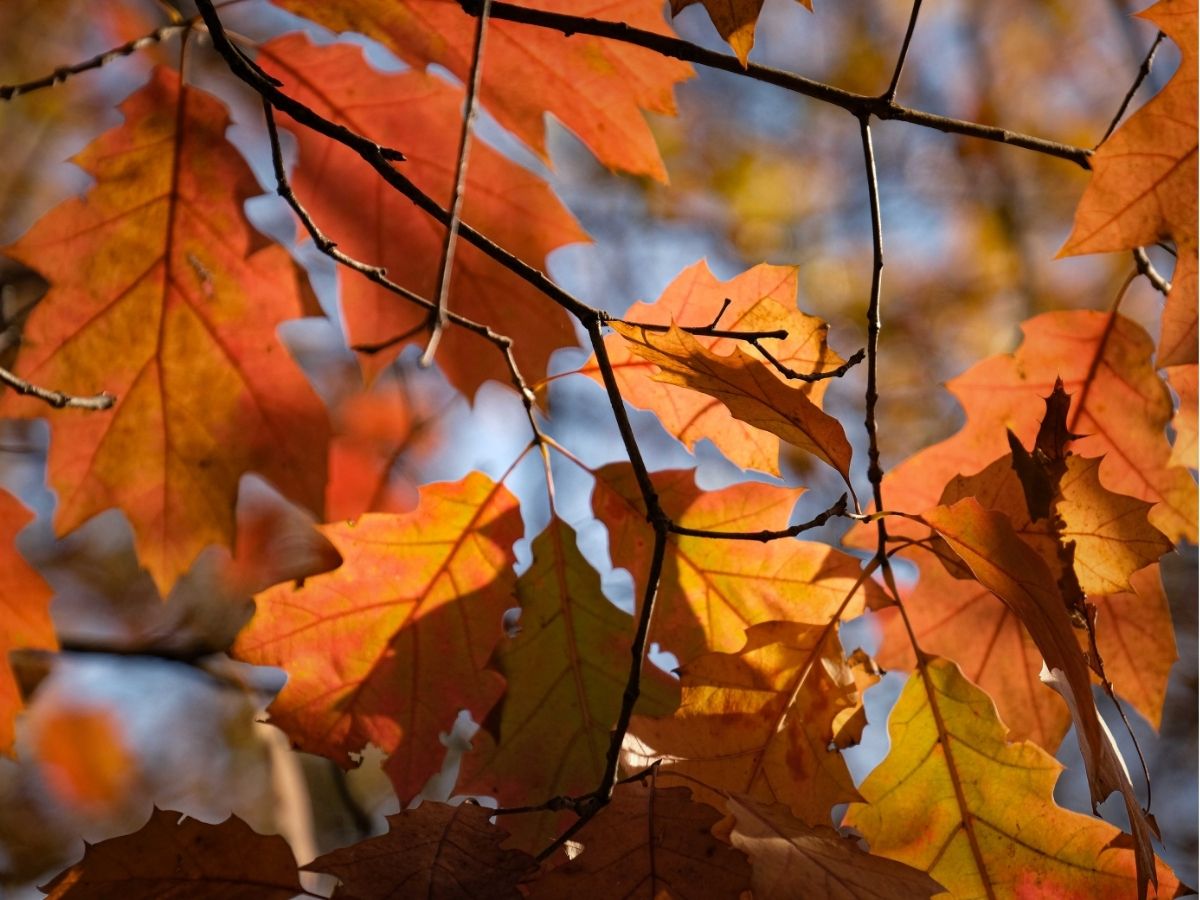 trees-maples (2).jpg