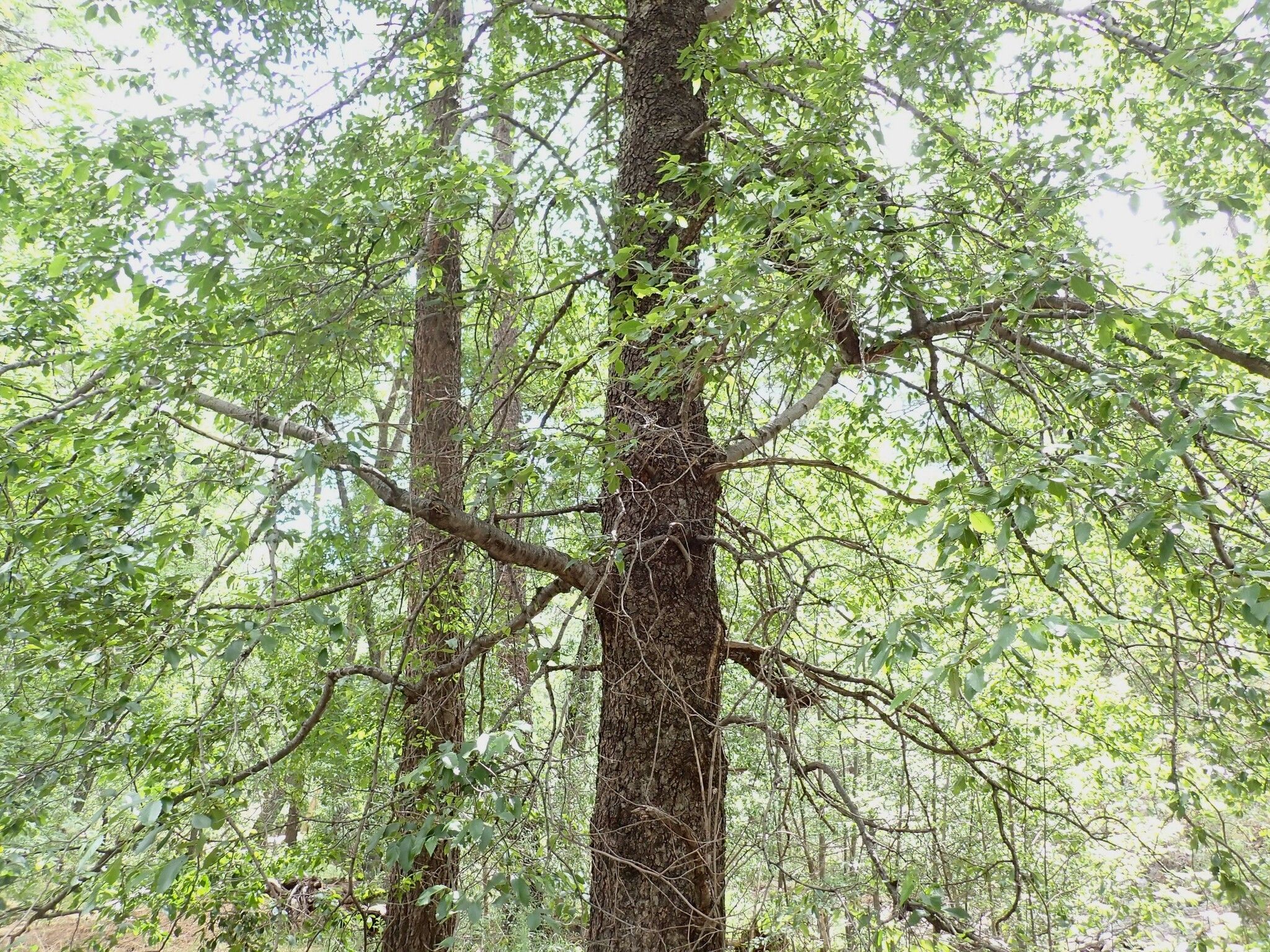 Alders (*Alnus* spp.)