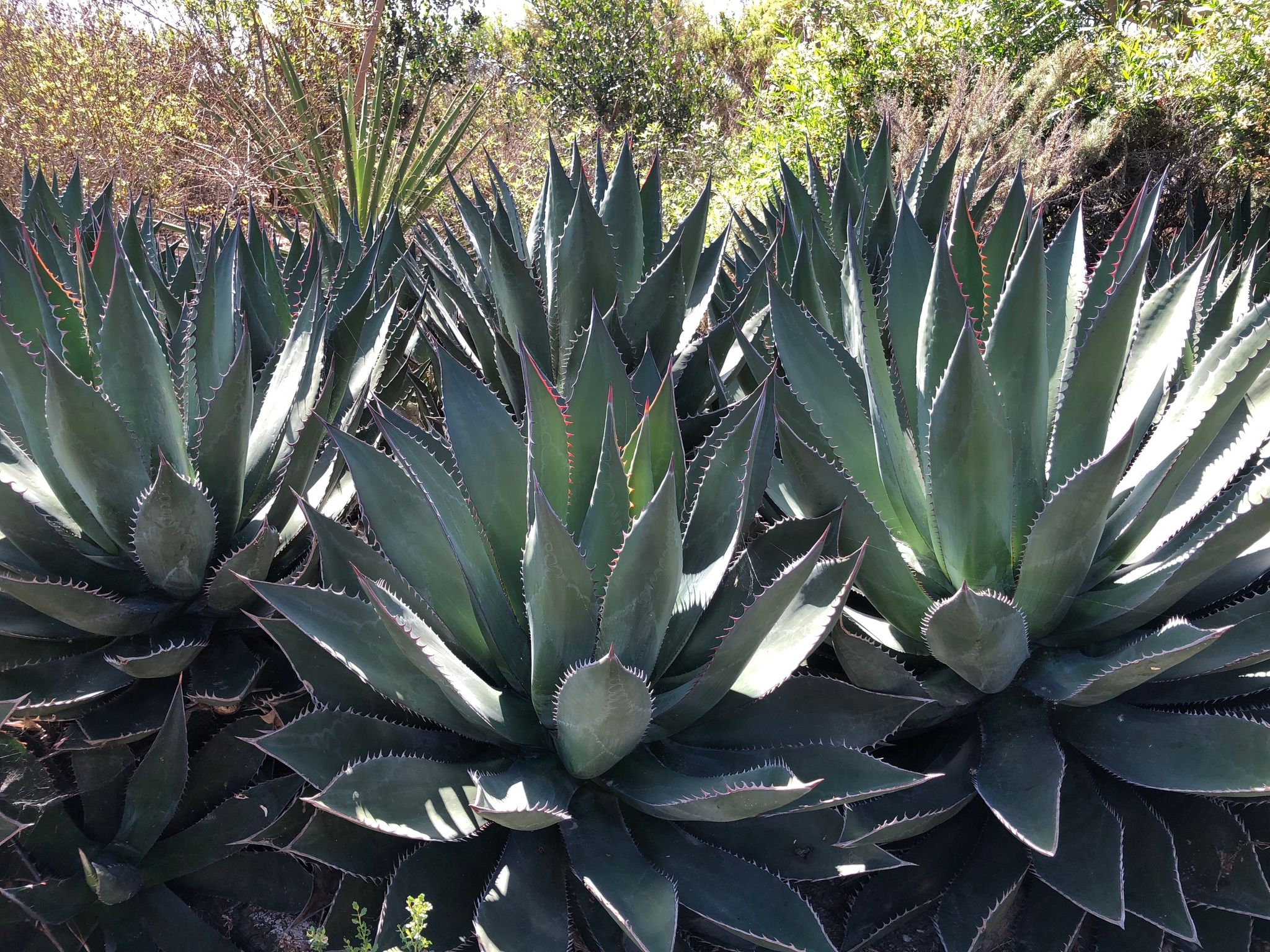 Agaves (*Agave* (genus))