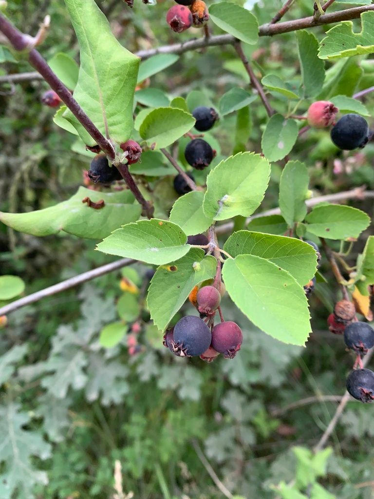 Serviceberries (*Amelanchier* (genus))