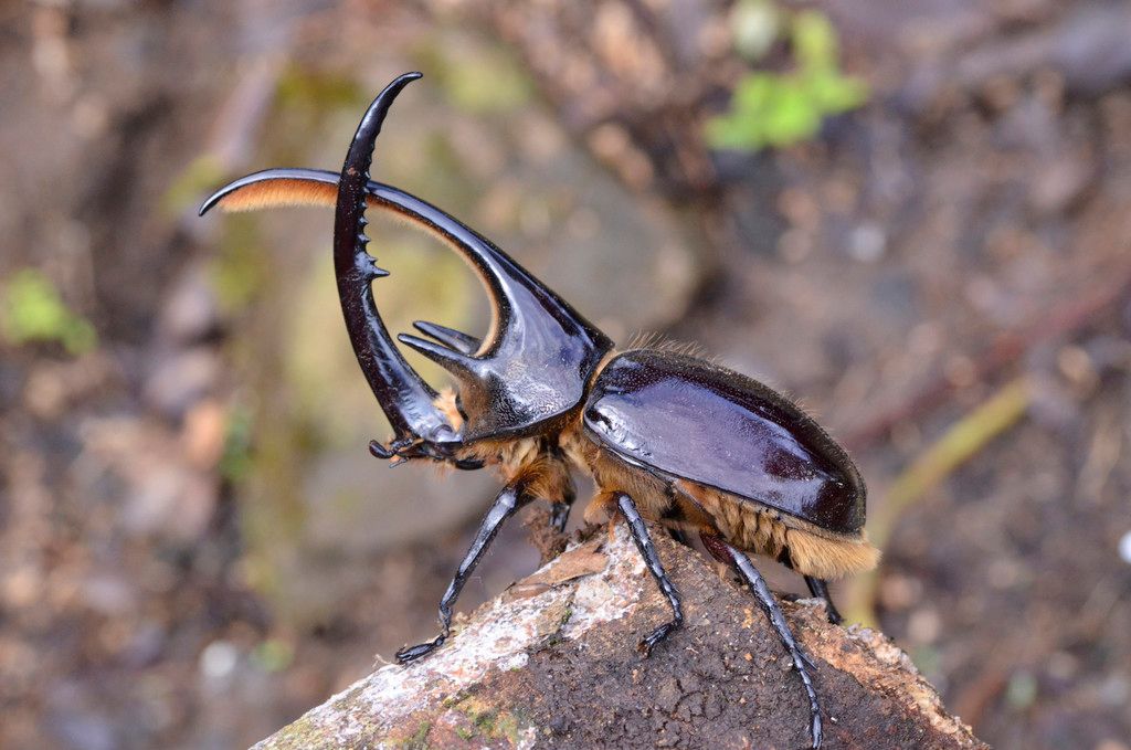 Flower chafers / scarabs (Family Scarabaeidae (often Cetoniinae))