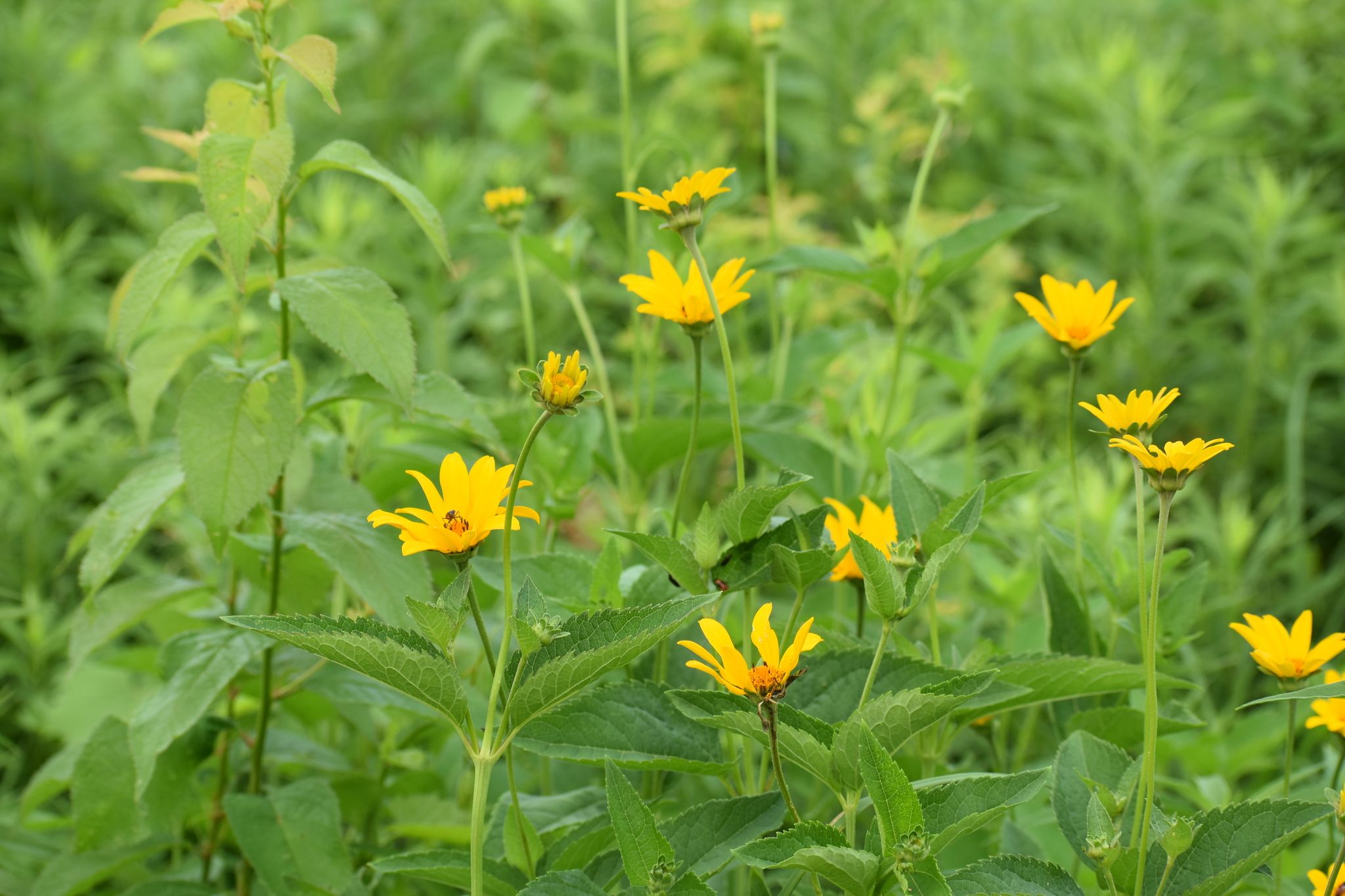 False sunflowers (*Helopsis* spp.)