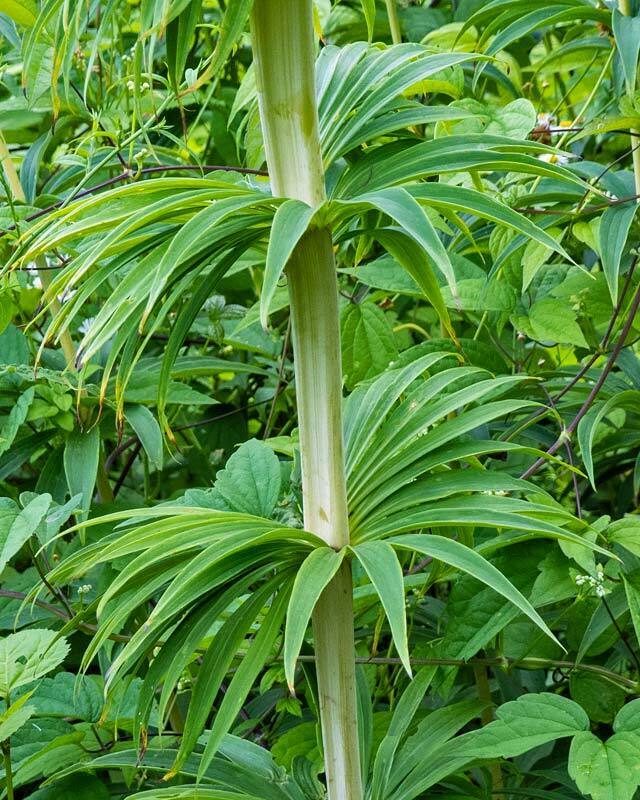 Lilies (Multiple genera (region-dependent))