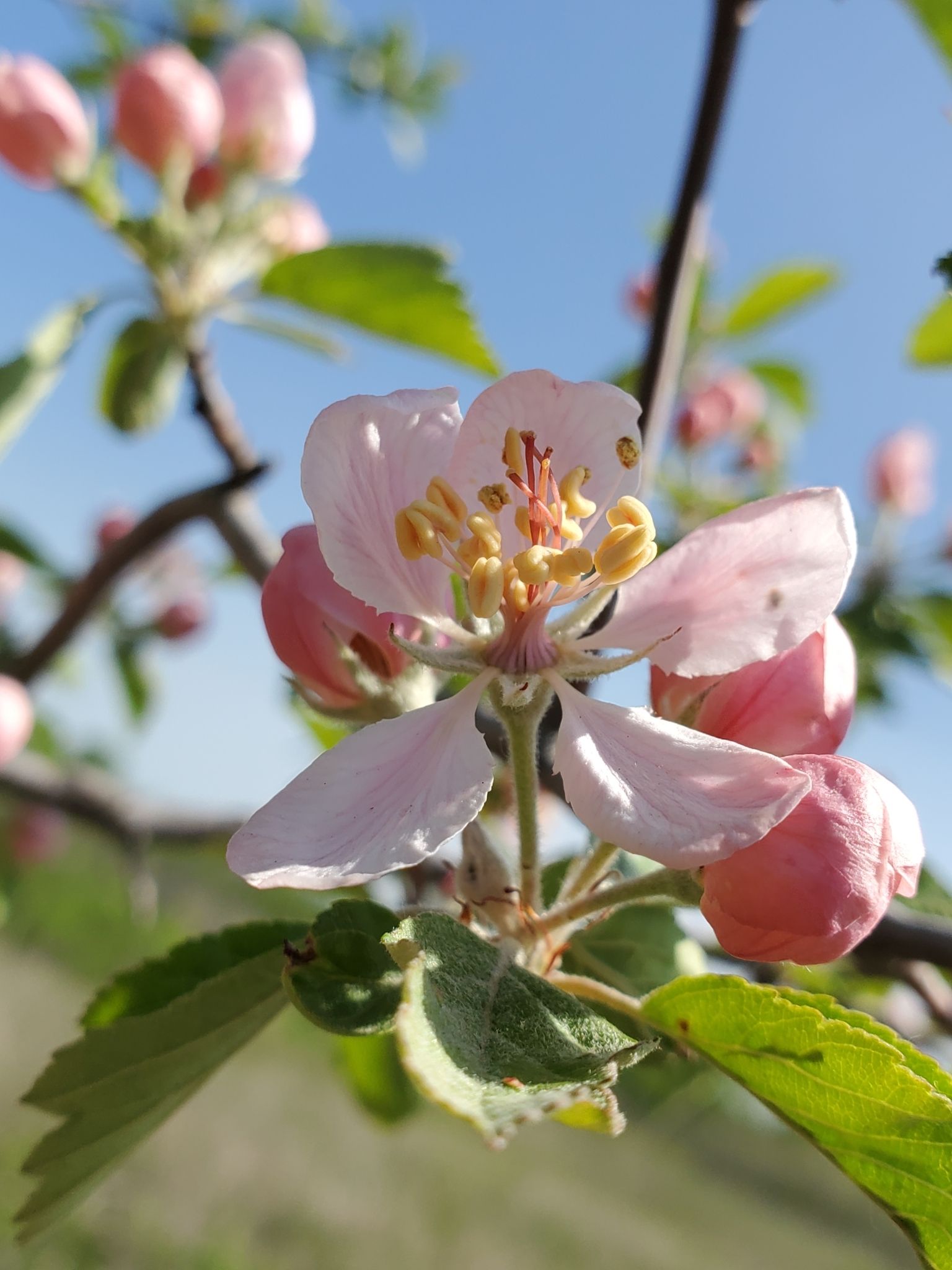 Apples & crabapples (*Malus* spp.)