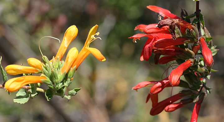 Penstemons’ allies (Keckiella spp. (and close allies))