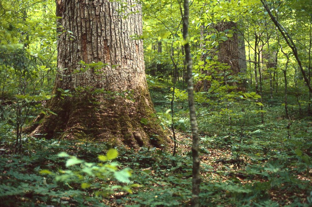 Tulip tree (Liriodendron tulipifera)