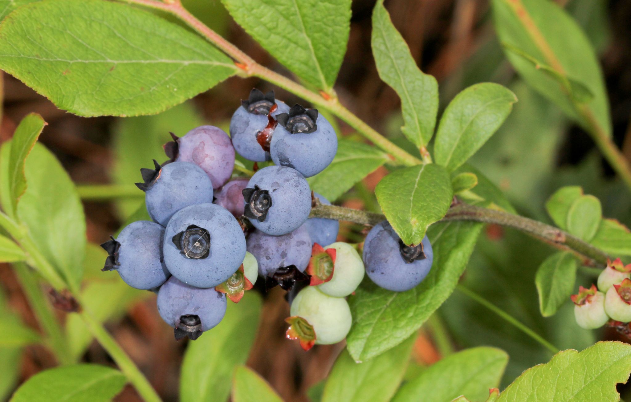 Blueberries & huckleberries (*Vaccinium* (genus))