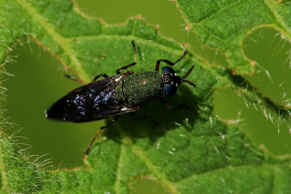 Soldier flies (Family Stratiomyidae)