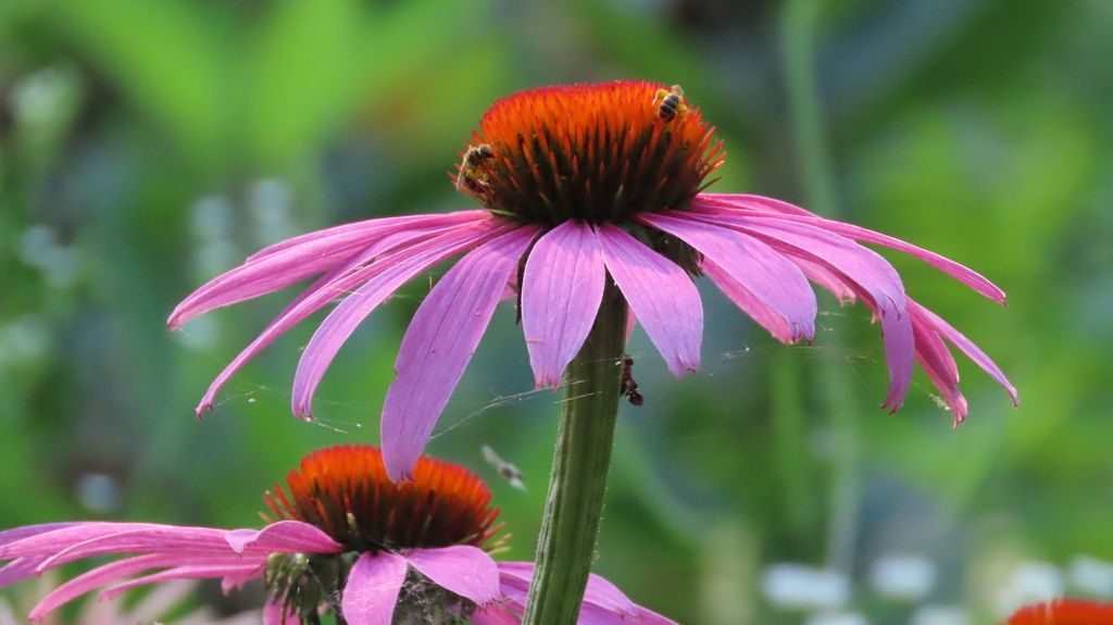 Coneflowers (Echinacea (genus))
