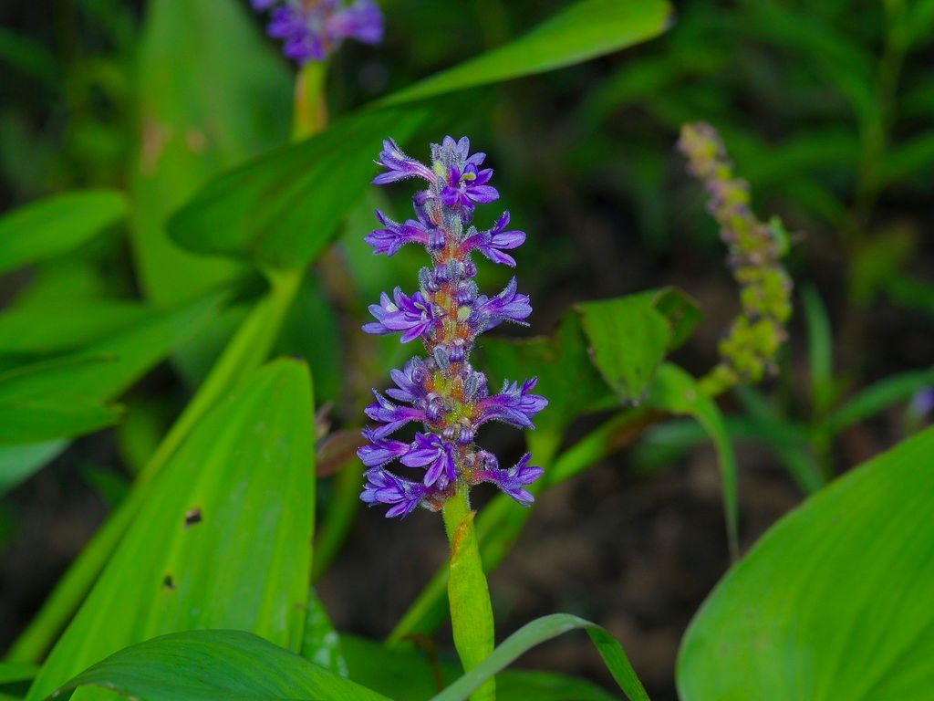 Pickerelweeds (Pontederia spp.)