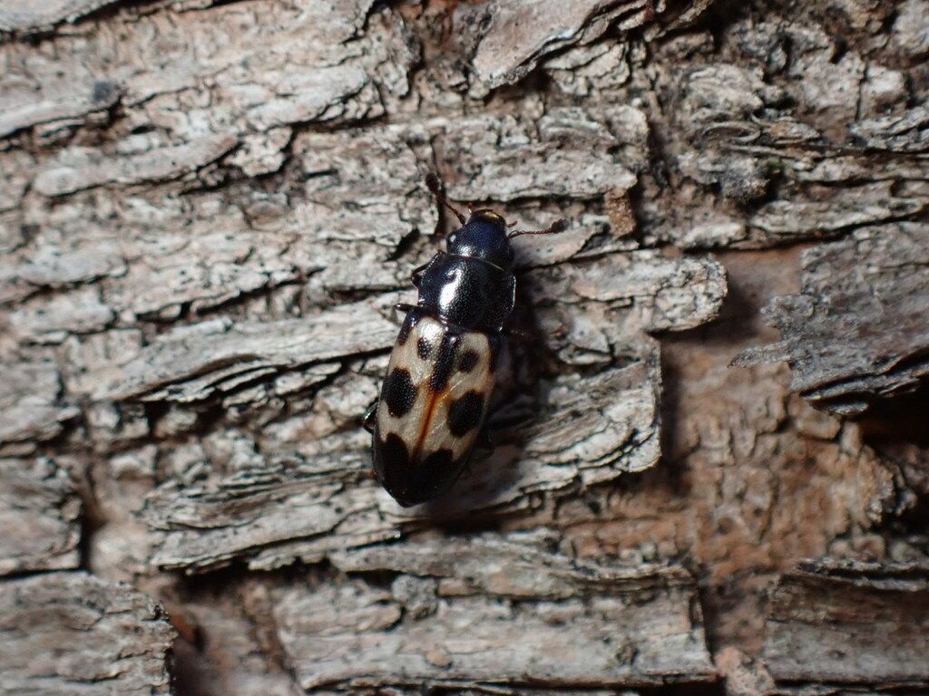 Sap beetles (Family Nitidulidae)