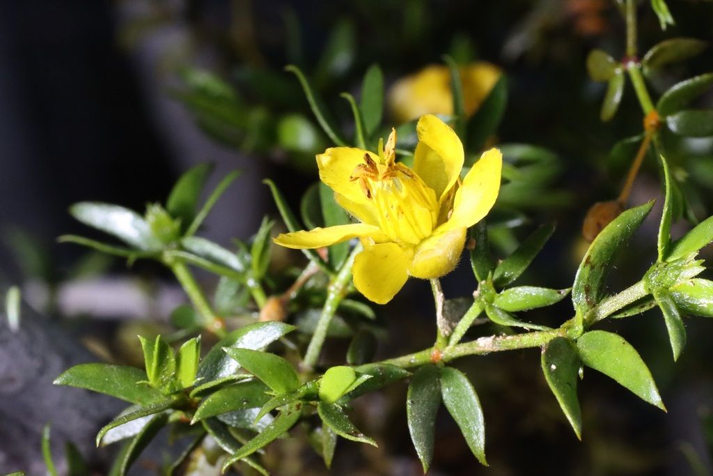Creosote bush (Larrea spp.)