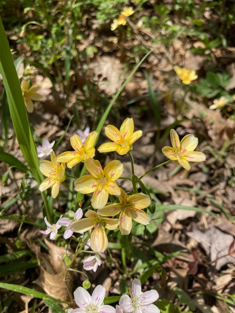 Spring beauties (*Claytonia* (genus))