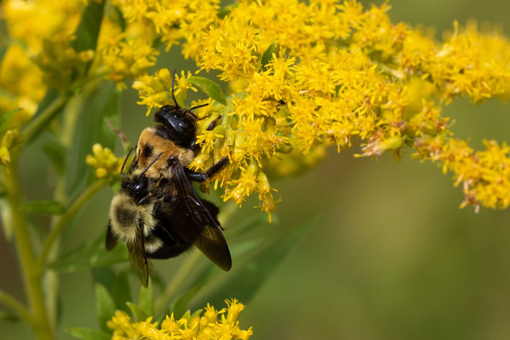 Bumble bees (Genus Bombus)