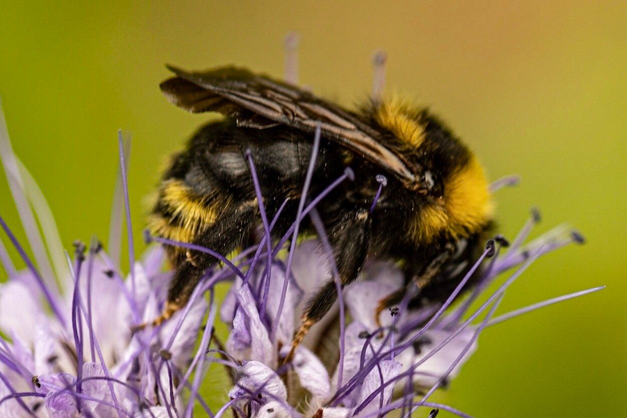Cuckoo bees (parasitic bees) (Multiple genera (e.g., Nomada; Sphecodes))