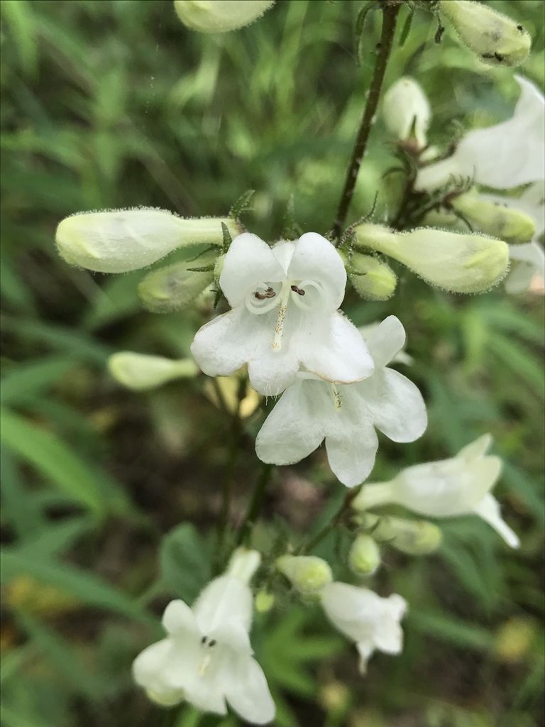 Penstemons (*Penstemon* (genus))