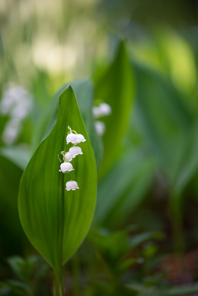 Solomon’s seals (Polygonatum spp.)