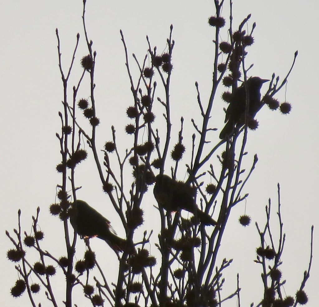 Sweetgum (Liquidambar styraciflua)