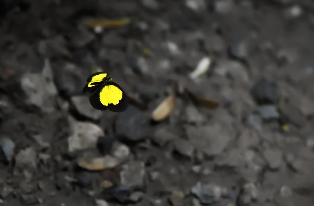 Whites & sulphurs (Family Pieridae)