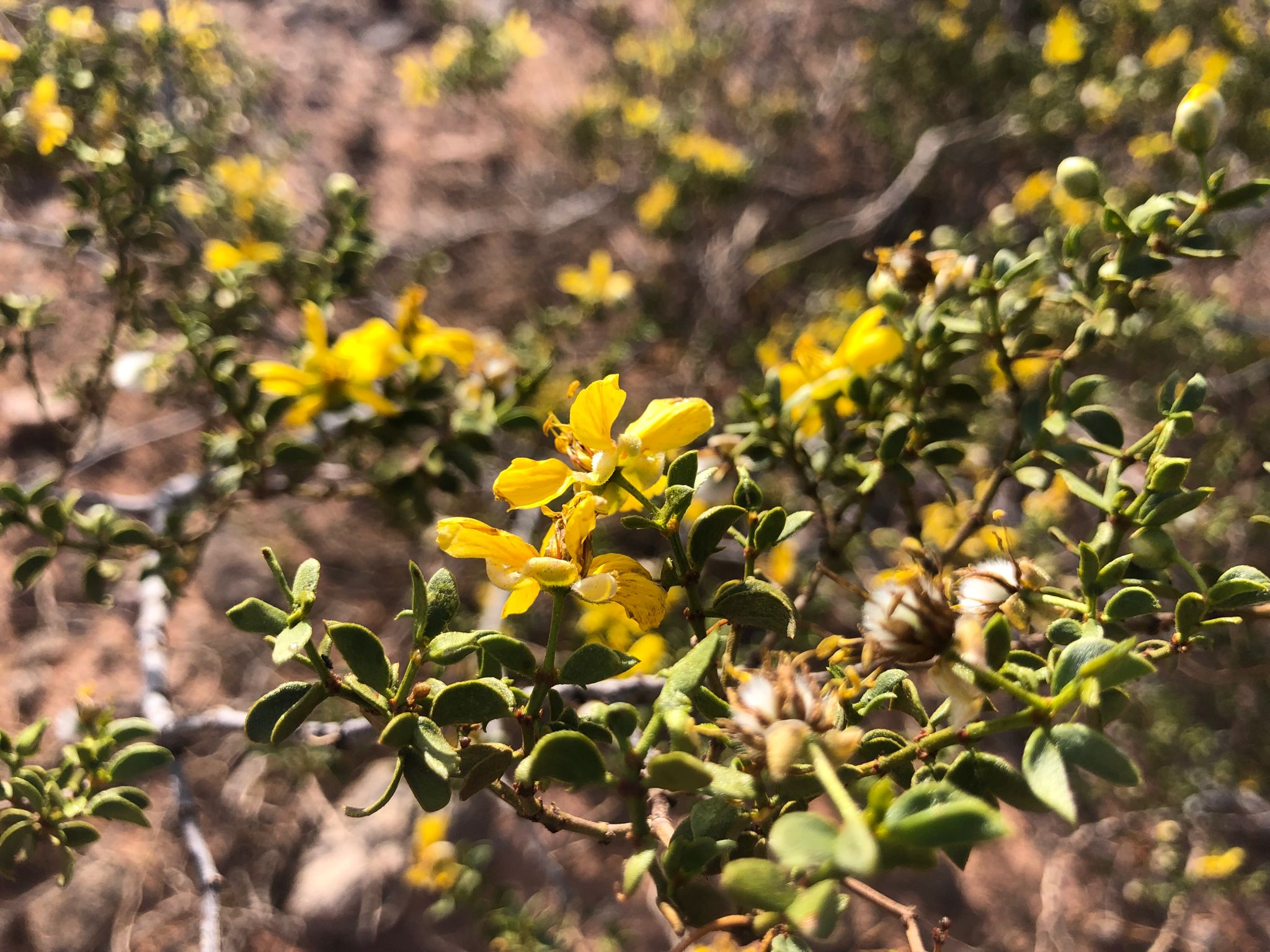 Creosote bush (*Larrea* spp.)