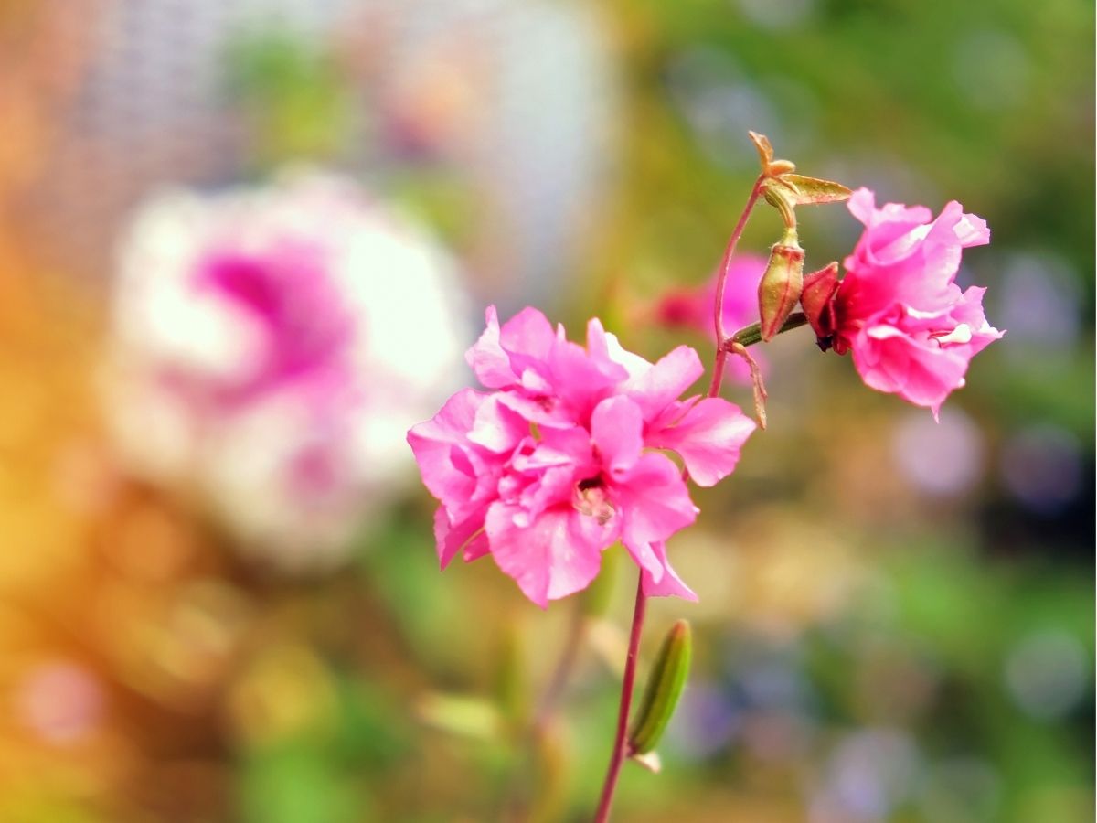 wildflowers-annuals-biennials-clarkias (3).jpg