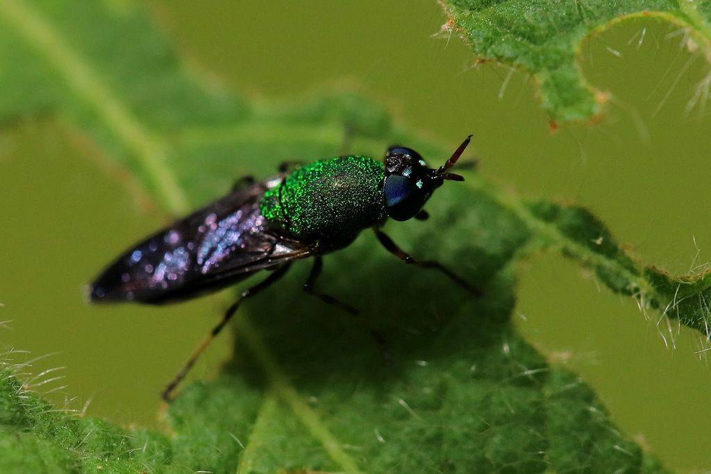 Soldier flies (Family Stratiomyidae)