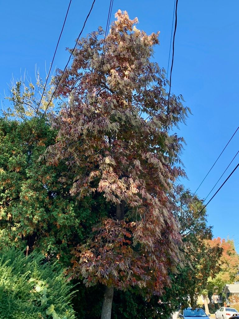 Sourwood (Oxydendrum arboreum)