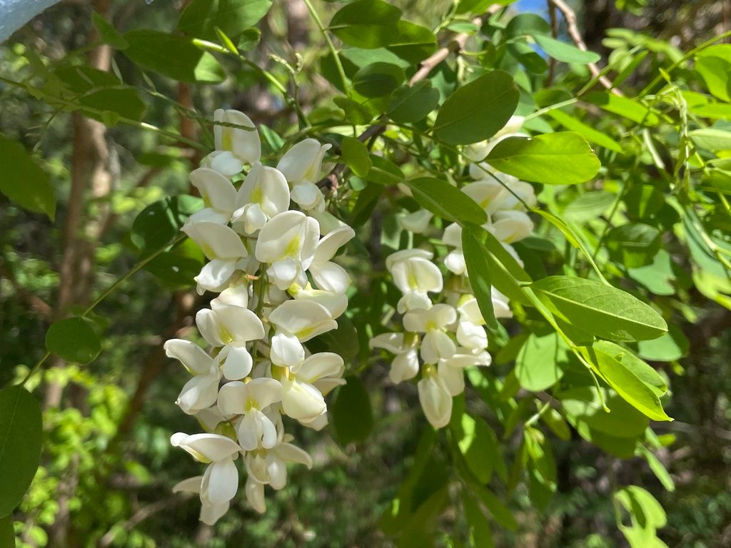 Locusts (*Robinia* spp.)