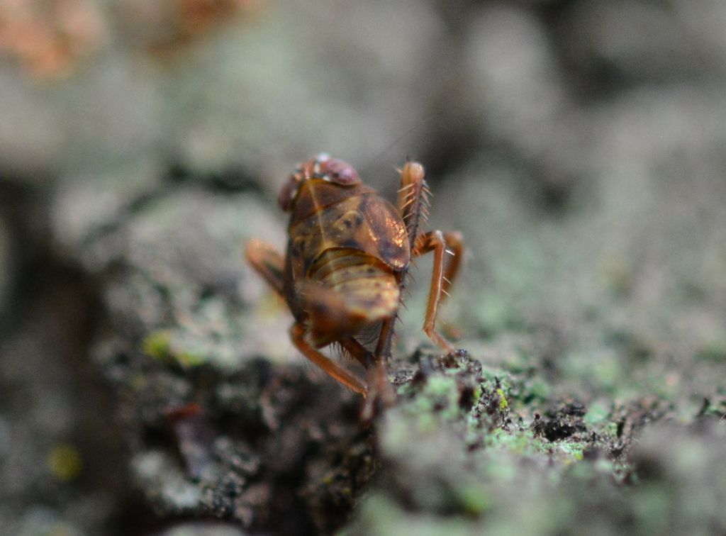 Mississippi Valley Loess Plains