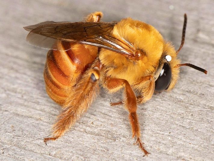 Squash bees (Genera Peponapis and Xenoglossa)