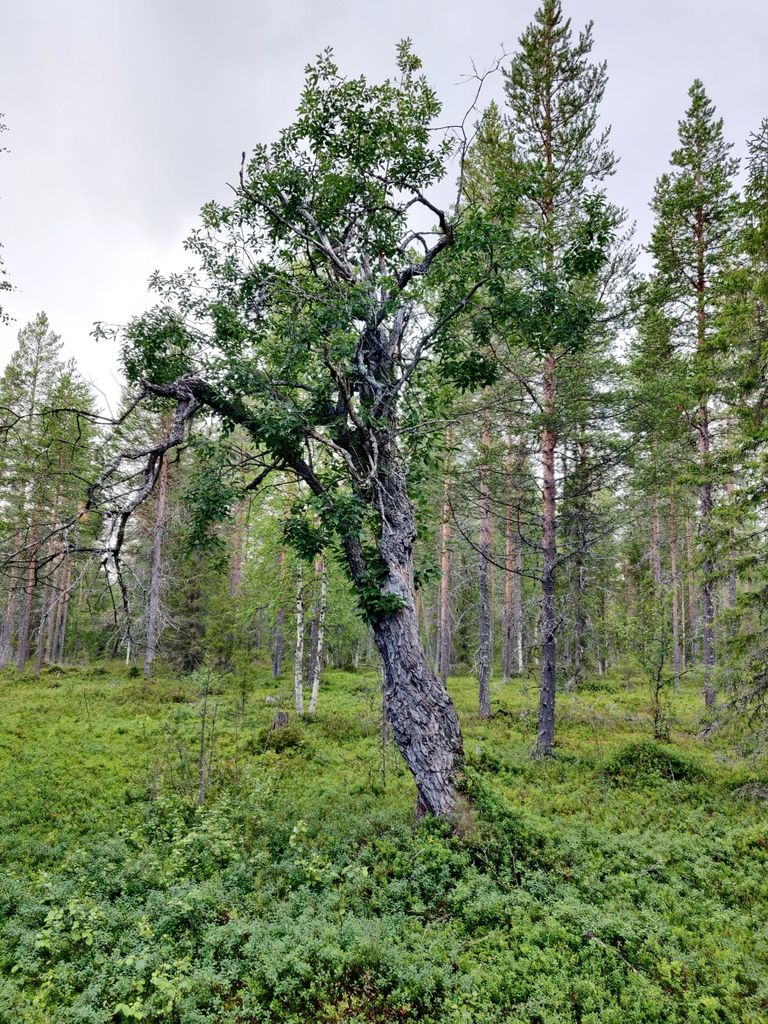 Willows (Salix spp.)