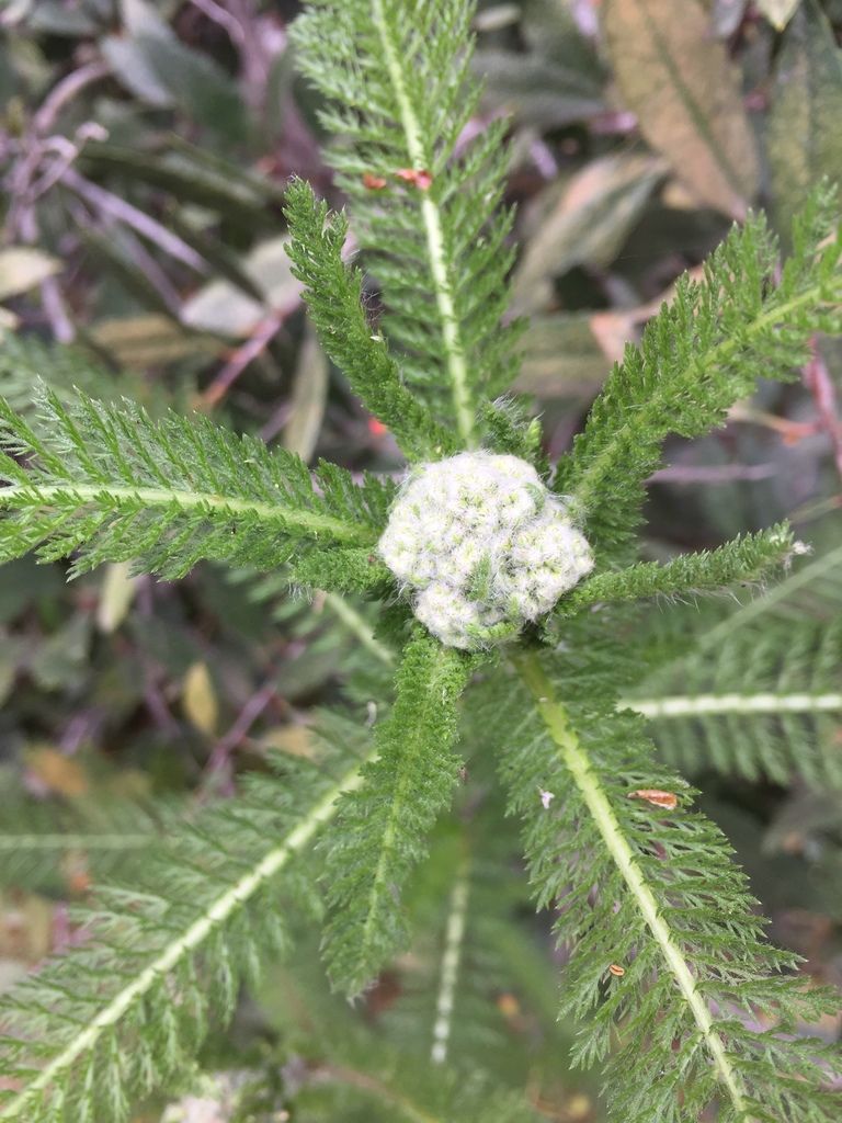 Yarrow (Achillea millefolium)