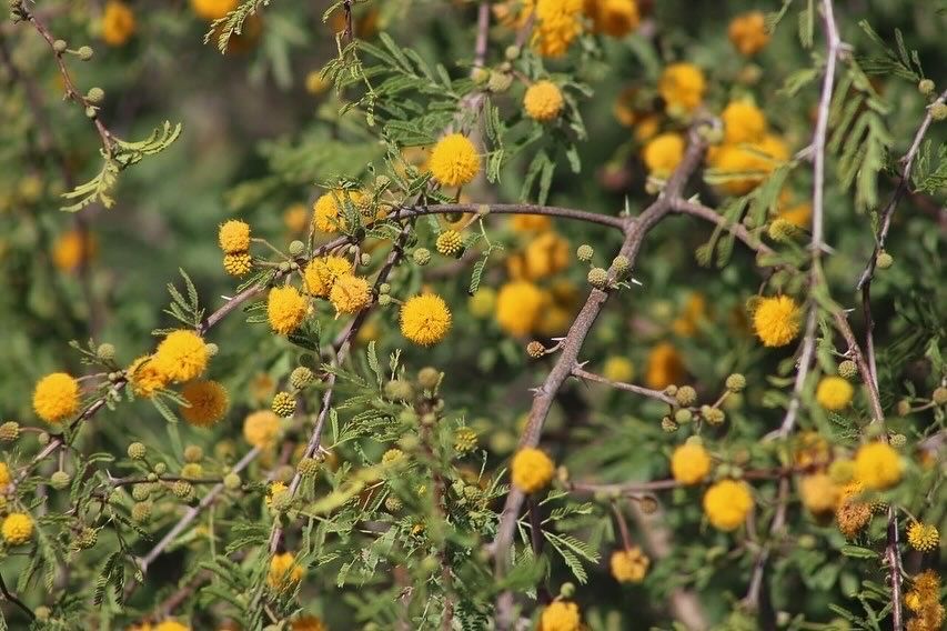 Acacias (*Vachellia* spp. & *Senegalia* spp.)