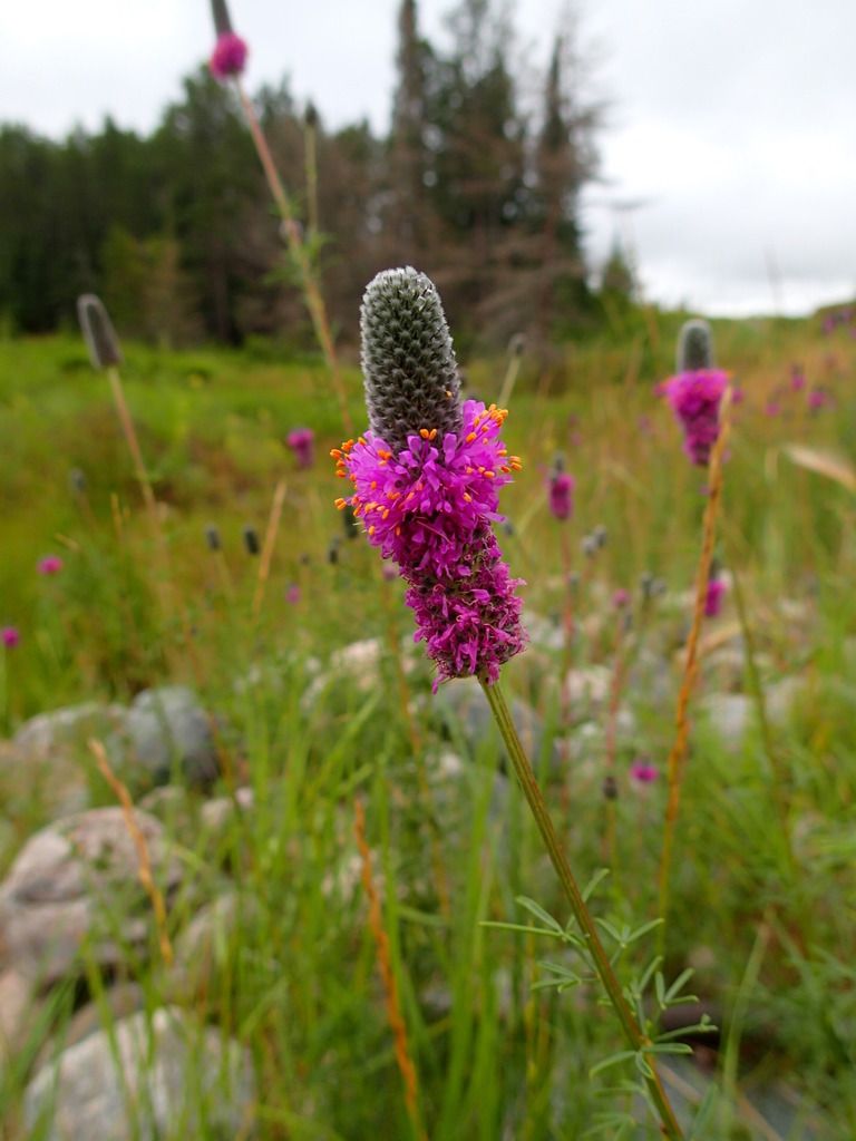 Prairie clovers (Dalea spp.)