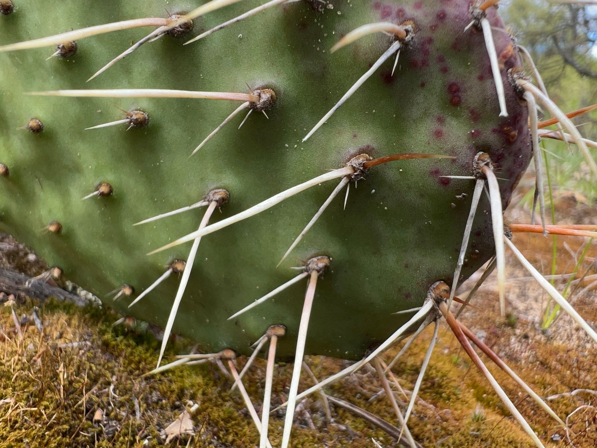 Prickly pears (*Opuntia* spp.)